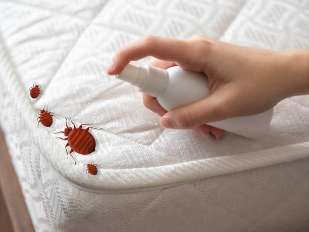 Best Emergency Pest Control  in Menahga, MN